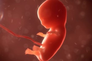 Thánh lễ an táng cho 640 hài nhi không được chào đời được cử hành tại Ba Lan