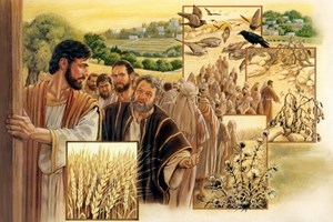 Kinh Thánh bằng hình: Chúa nhật 15 Thường niên năm A