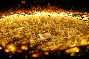 Sách mới của ĐTC Phanxicô về Giáng sinh “Một niềm vui vĩ đại”