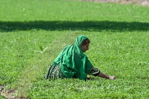 Tòa Thánh ủng hộ việc trao quyền kinh tế cho phụ nữ