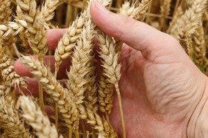 Tòa Thánh tổ chức hội thảo về an ninh lương thực