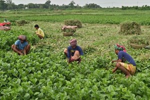 ĐHY Parolin: Cần phải có hệ thống lương thực theo hướng chăm sóc ngôi nhà chung