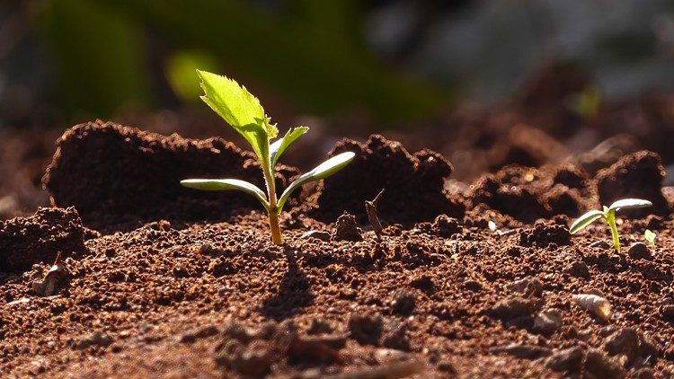 Các Giám mục Mexico phản đối hợp pháp hoá phá thai của bang Veracruz