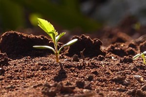 Các Giám mục Mexico phản đối hợp pháp hoá phá thai của bang Veracruz