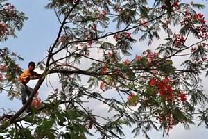 Giáo hội Philippines kêu gọi các tín hữu tham gia sáng kiến Mùa Thụ tạo