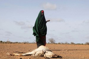 Cơ quan Cứu trợ Công giáo Hoa Kỳ kêu gọi cứu trợ khẩn cấp cho Somalia