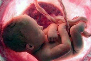 Các Giám mục Hoa Kỳ yêu gọi Quốc hội bảo vệ sự sống