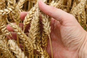 Toà Thánh kêu gọi tập trung phát triển nông nghiệp bền vững