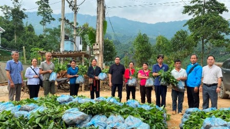 GP.Hưng Hóa - Caritas  Trao tặng cây quế giống cho bà con vùng đất quế Văn Yên, Yên Bái