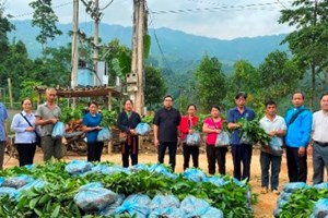 GP.Hưng Hóa - Caritas  Trao tặng cây quế giống cho bà con vùng đất quế Văn Yên, Yên Bái