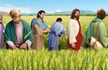 Thứ Sáu tuần 15 Thường niên năm I - Ta muốn lòng nhân chứ đâu cần lễ tế (Mt 12,1-8)