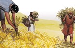 Thứ Ba tuần 17 Thường niên năm II - Cơ hội và nguy cơ (Mt 13,36-43)